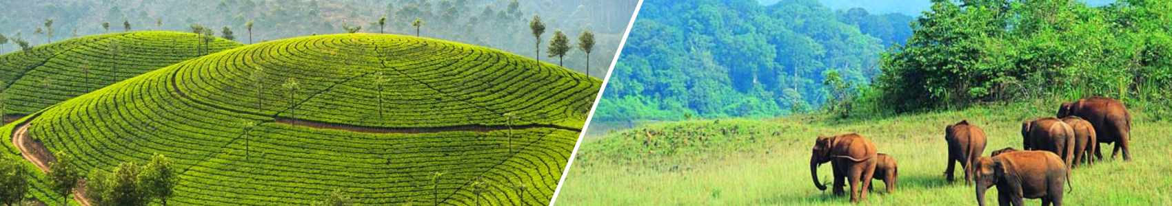 Munnar Thekkady Tour Package