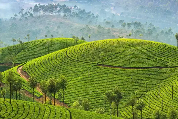 Munnar Tour Package