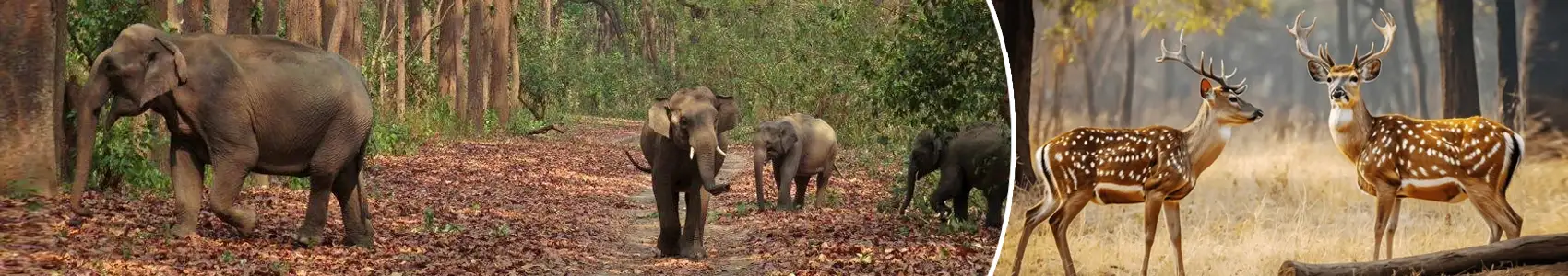 Jim Corbett Holiday Tour Package From Delhi @Minto Holidays