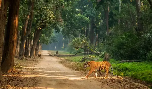 Corbett Holiday Tour Package From Delhi
