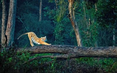 JIM CORBETT